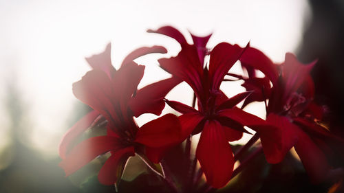 Close-up of red flowers blooming outdoors