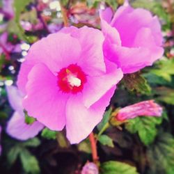 Close-up of pink flower