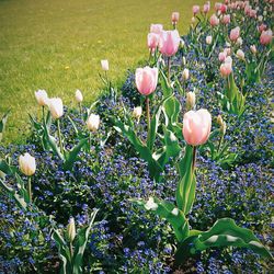 Close-up of flowers blooming outdoors