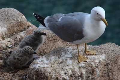 Close-up of birds perching on rock