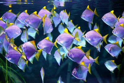 Close-up of fish swimming in aquarium