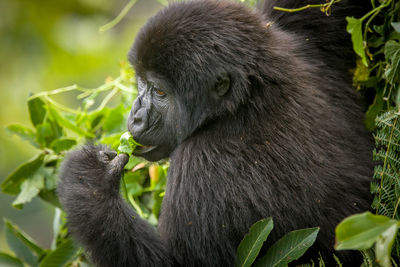 Close-up of a monkey