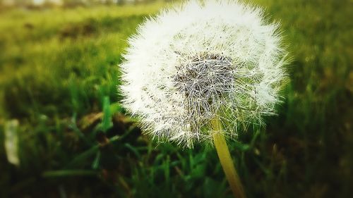 Close-up of dandelion flower