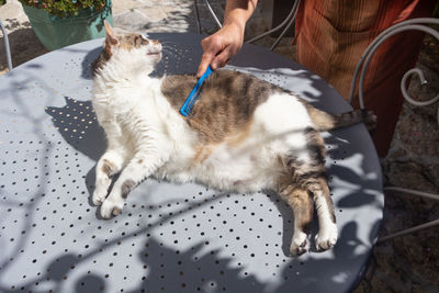 Portrait of cat lying on bed