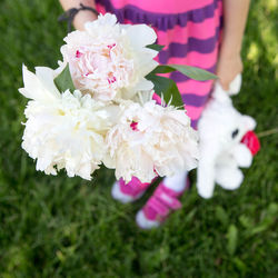 Close-up of pink flowers