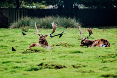 Deer in a field