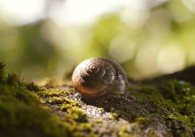 Close-up of snail on moss