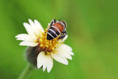 Close-up of bee on flower