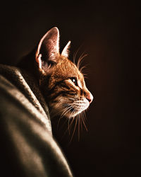 Close-up of a cat over dark background