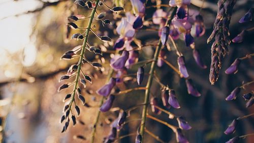 Close-up of purple flowering plant hanging from tree
