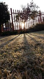 Sun shining through trees