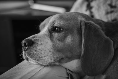 Close-up of dog looking away