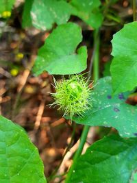 Close-up of wet plant