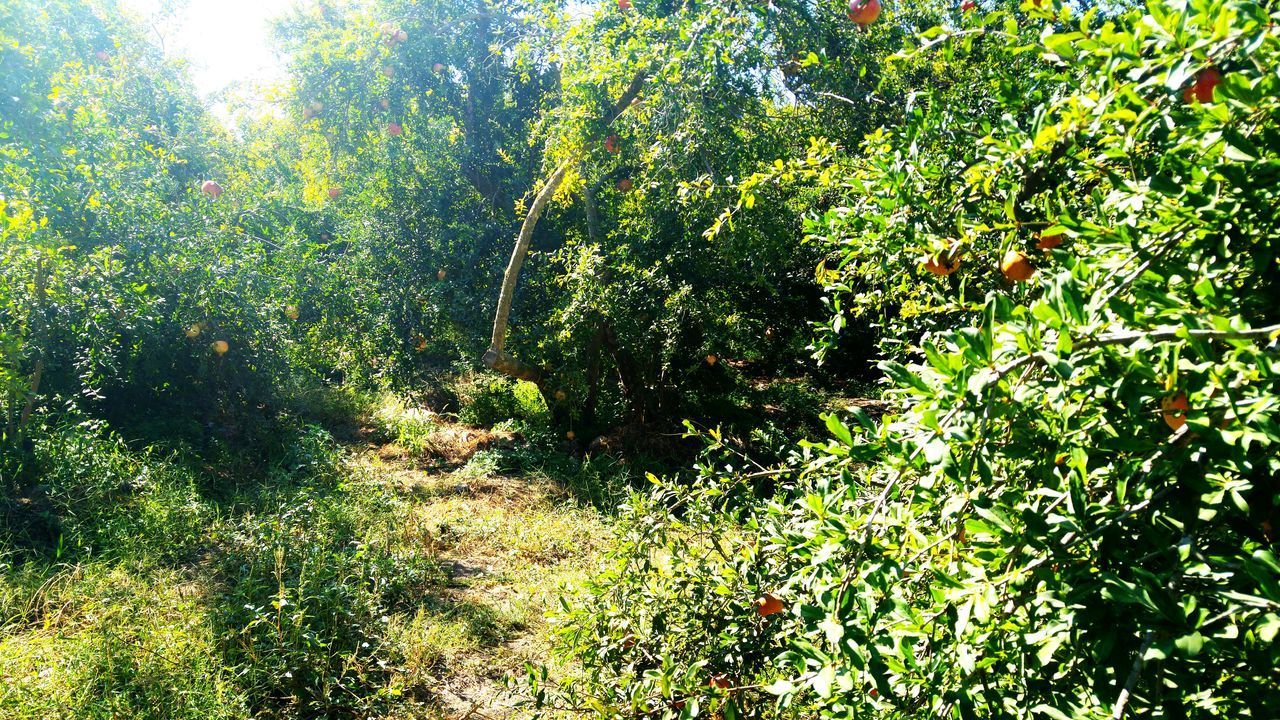 PLANTS IN FOREST