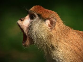 Side view of monkey with mouth open