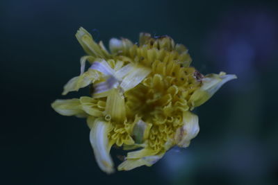 Close-up of pink rose