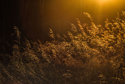 Plants growing on field at night