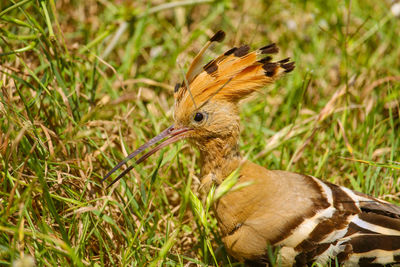 Close-up of a bird on field