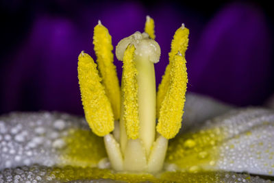 Close-up of yellow flowering plant