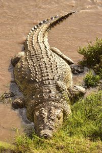 High angle view of crocodile in river