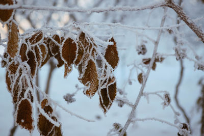 Close-up of snow covered plants