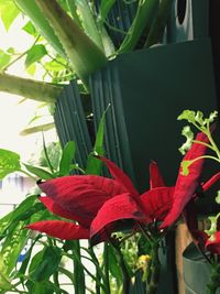 Close-up of red flowers