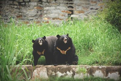 Bears on retaining wall