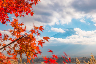 Low angle view of autumnal leaves against sky