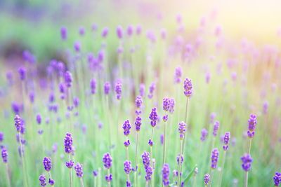 Close-up of purple flowering plants on field