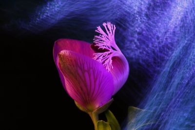 Close-up of pink crocus flowers