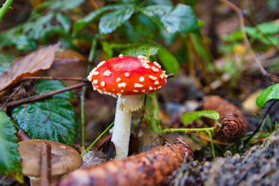 Close-up of fly agaric mushroom on field