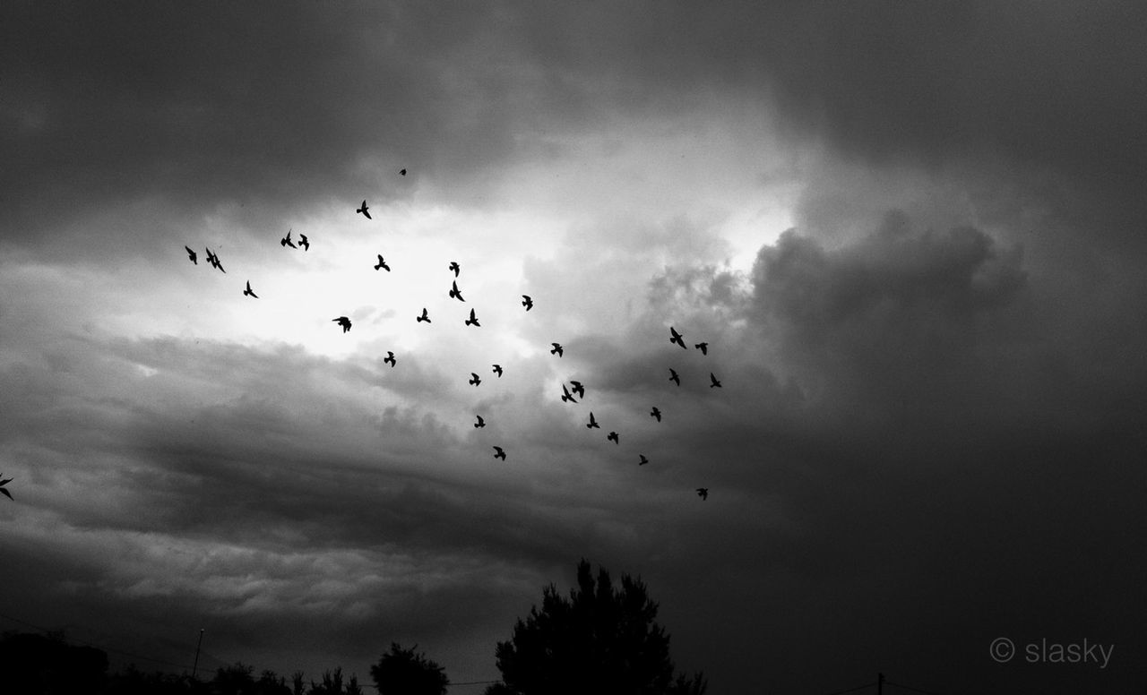 LOW ANGLE VIEW OF BIRDS FLYING OVER SKY