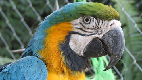 Close-up of a parrot