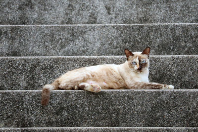 Portrait of cat lying on concrete floor