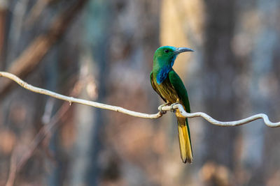 Close-up of bird perching on branch