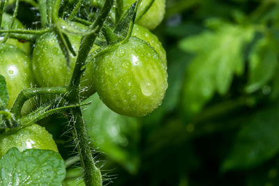 Close-up of wet plant