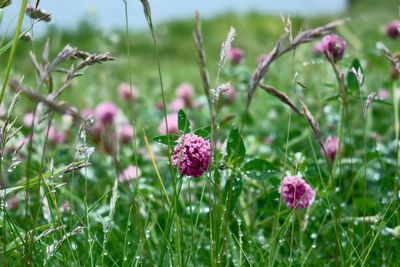 Close-up of pink flowering plants on field