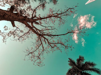 Low angle view of flowering tree against sky