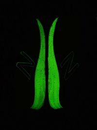 Close-up of green chili pepper against black background