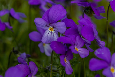 Close-up of purple flowering plants