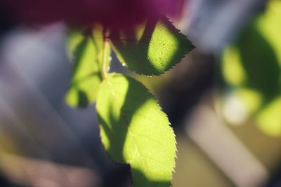 Close-up of green leaves