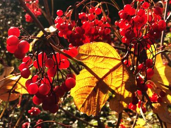 Close-up of red berries on tree