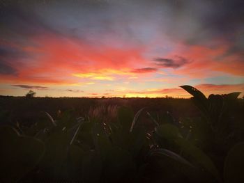 Silhouette plants growing on field against orange sky