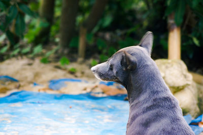 Close-up of dog looking away