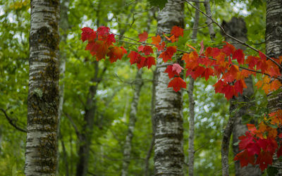 Low angle view of trees in forest during autumn