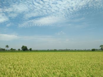 Scenic view of agricultural field against sky