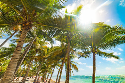 Low angle view of coconut palm trees against sky