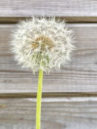 Close-up of dandelion on wood