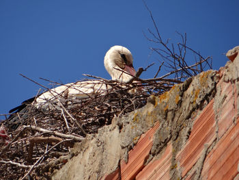 Low angle view of bird perching on snow against blue sky