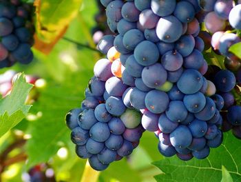 Close-up of grapes